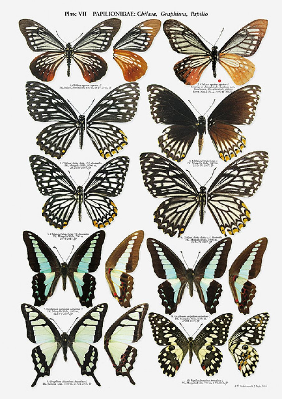 THE BUTTERFLIES OF PAKISTAN 4