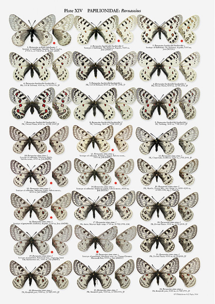 THE BUTTERFLIES OF PAKISTAN 5