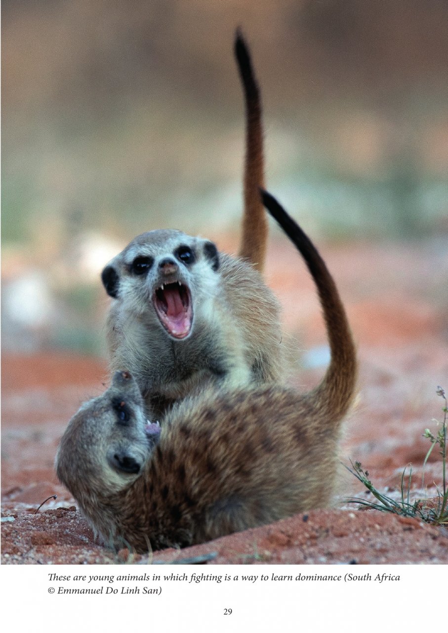 MONGOOSES OF THE WORLD 2