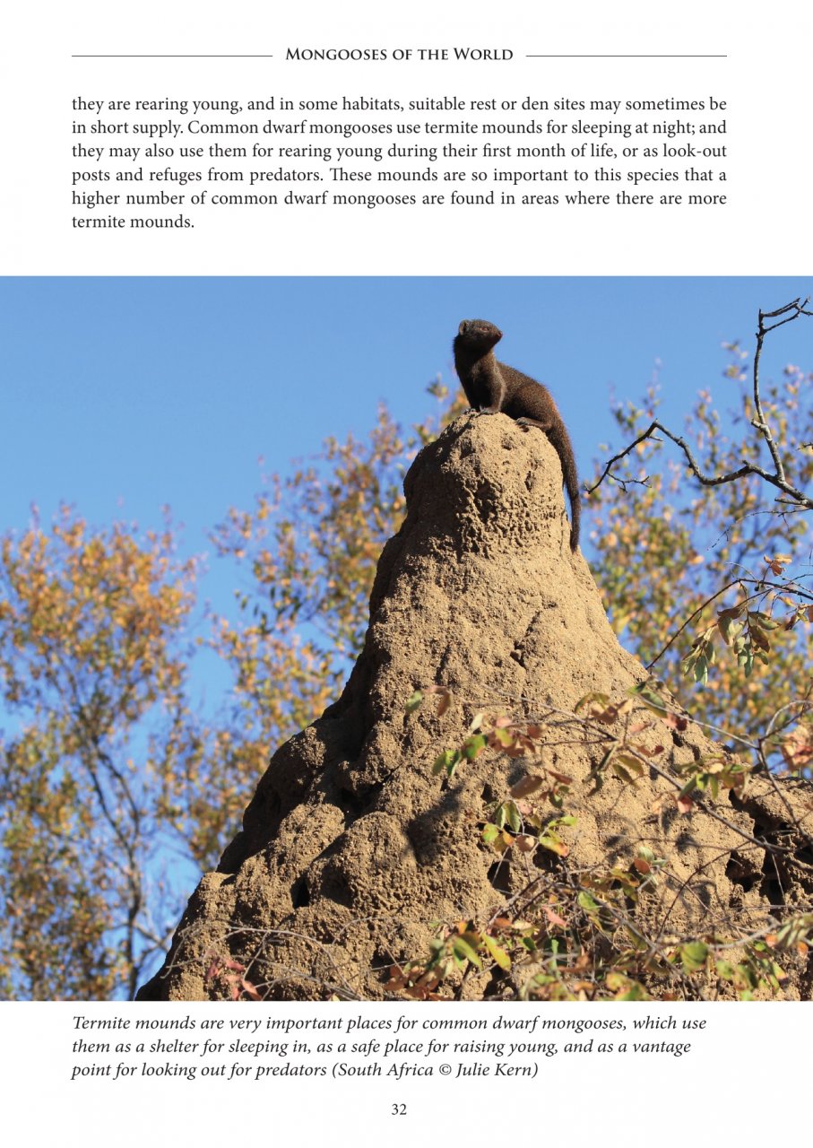 MONGOOSES OF THE WORLD 4