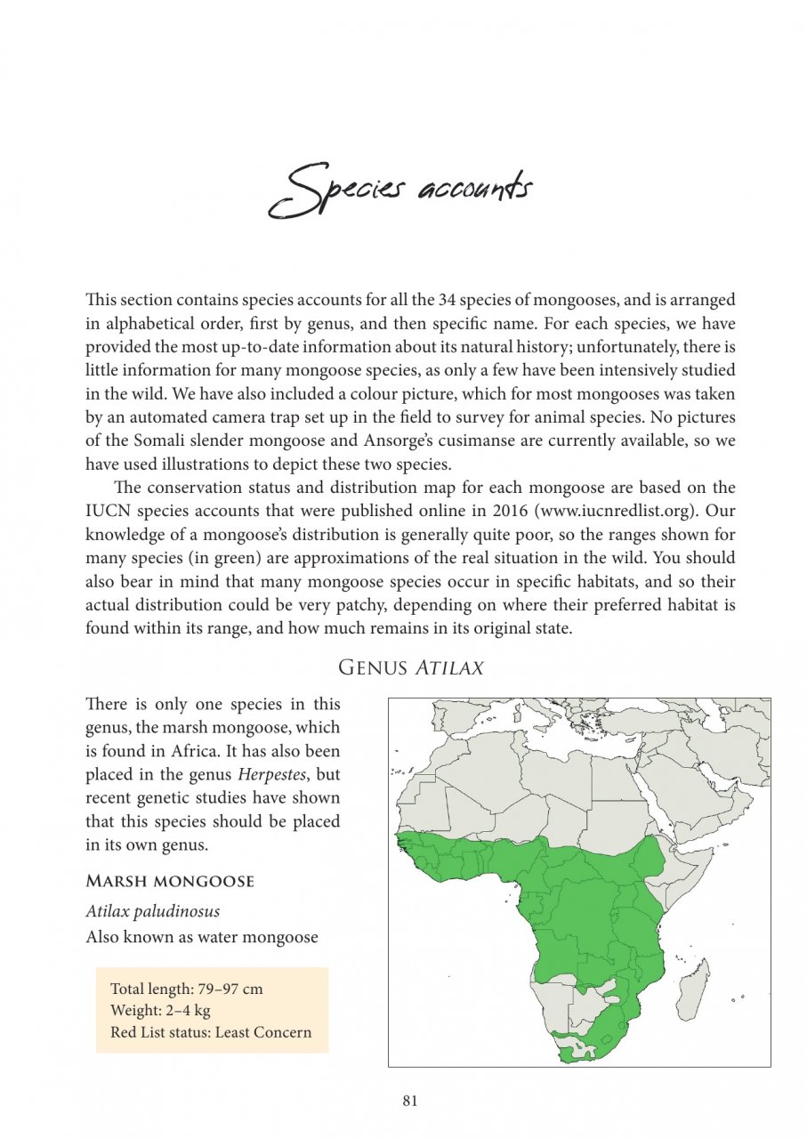 MONGOOSES OF THE WORLD 5