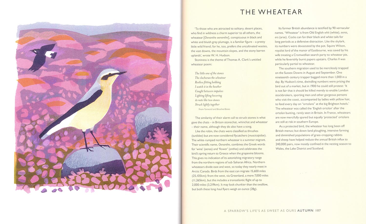 A SPARROW'S LIFE'S AS SWEET AS OURS 2