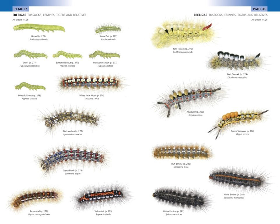 FIELD GUIDE TO THE CATERPILLARS OF GREAT BRITAIN AND IRELAND 2