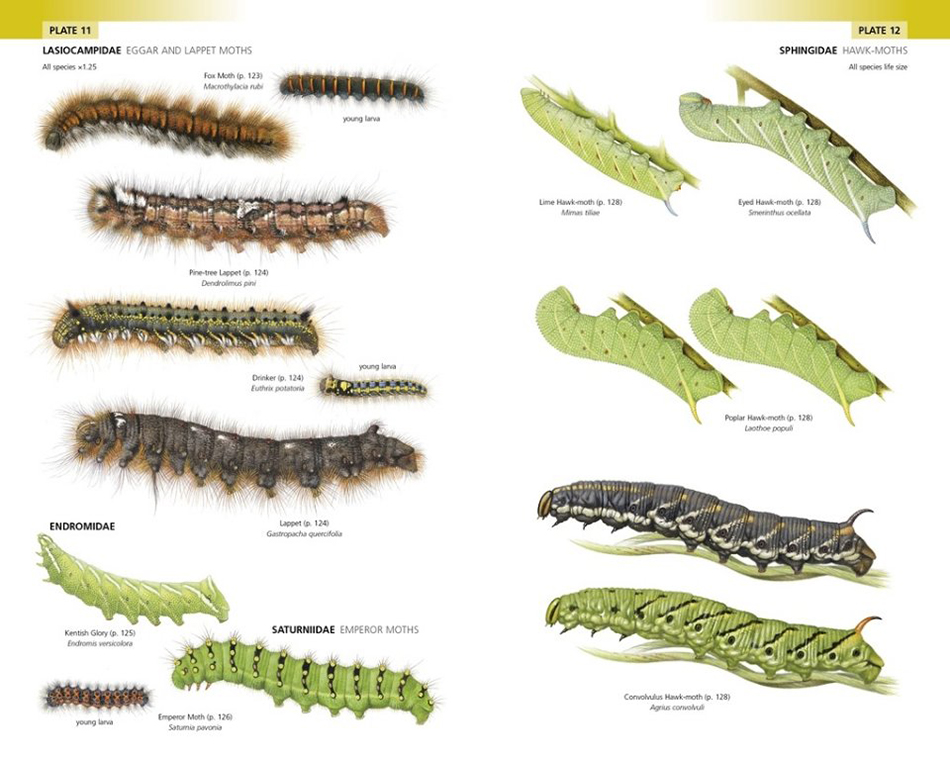 FIELD GUIDE TO THE CATERPILLARS OF GREAT BRITAIN AND IRELAND 3
