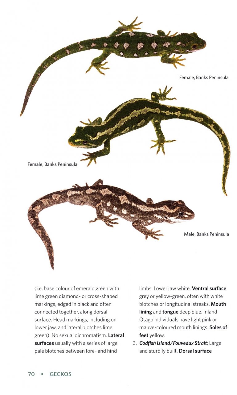REPTILES AND AMPHIBIANS OF NEW ZEALAND. A FIELD GUIDE 2