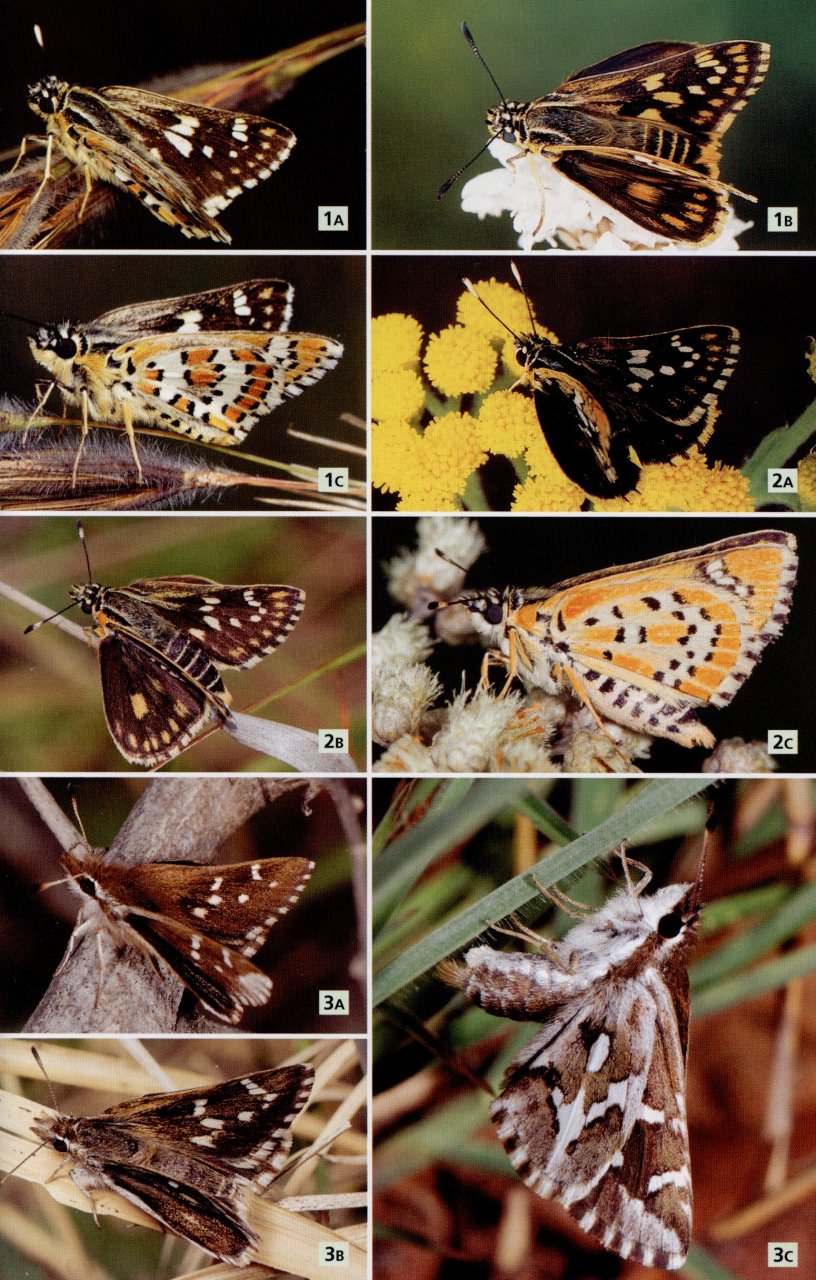 FIELD GUIDE TO BUTTERFLIES OF SOUTH AFRICA. A FIELD 2