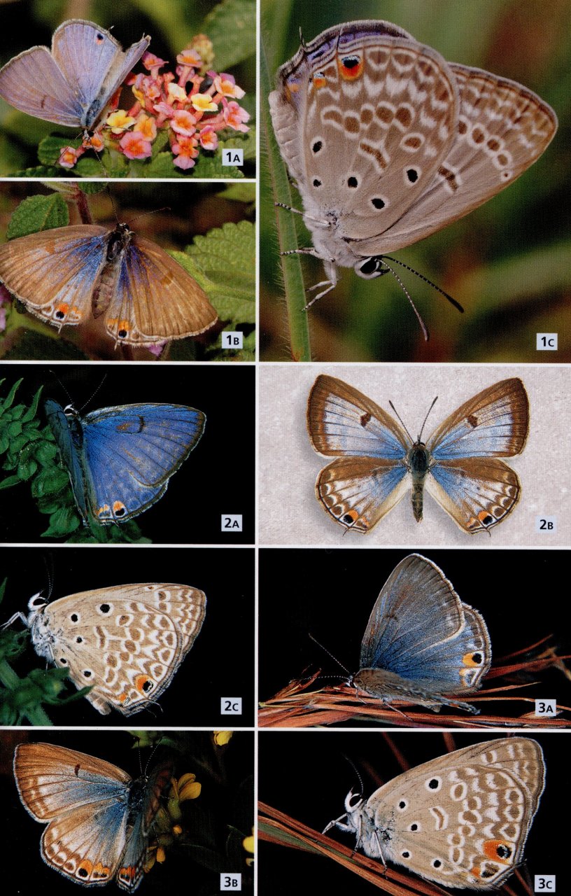 FIELD GUIDE TO BUTTERFLIES OF SOUTH AFRICA. A FIELD 3