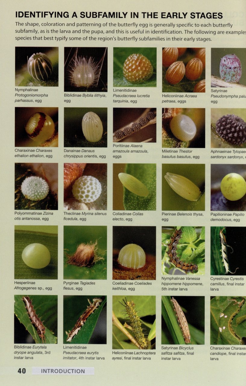 FIELD GUIDE TO BUTTERFLIES OF SOUTH AFRICA. A FIELD 4