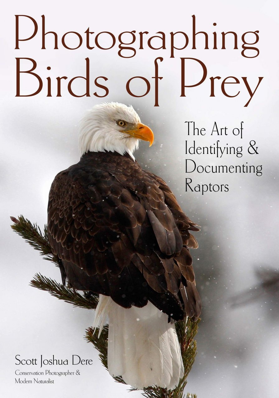PHOTOGRAPHING BIRDS OF PREY. THE ART OF IDENTIFYING & DOCUMENTING RAPTORS