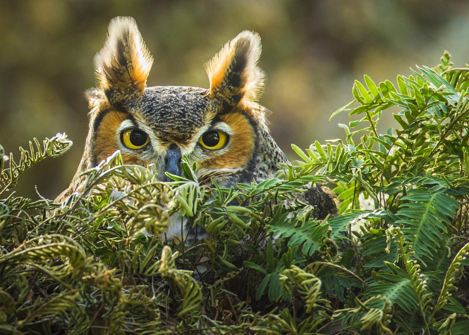 PHOTOGRAPHING BIRDS OF PREY. THE ART OF IDENTIFYING & DOCUMENTING RAPTORS 2