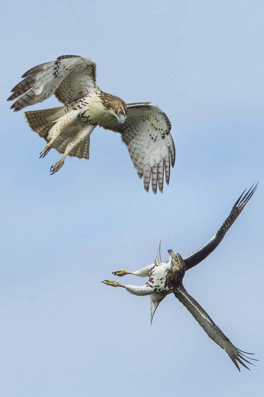 PHOTOGRAPHING BIRDS OF PREY. THE ART OF IDENTIFYING & DOCUMENTING RAPTORS 3