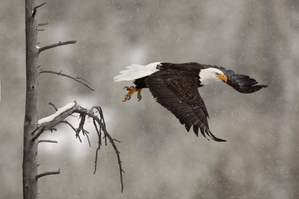 PHOTOGRAPHING BIRDS OF PREY. THE ART OF IDENTIFYING & DOCUMENTING RAPTORS 4