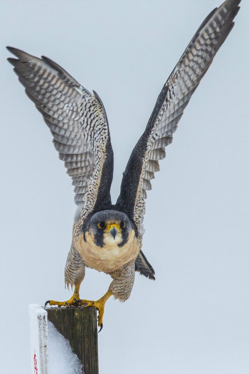PHOTOGRAPHING BIRDS OF PREY. THE ART OF IDENTIFYING & DOCUMENTING RAPTORS 5