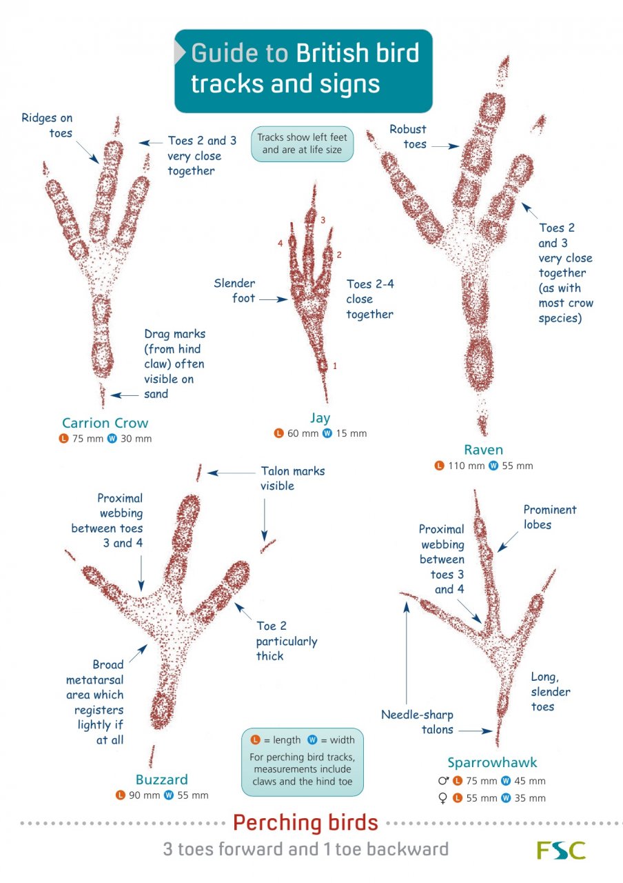 GUIDE TO BRITISH BIRDS TRACKS AND SIGNS