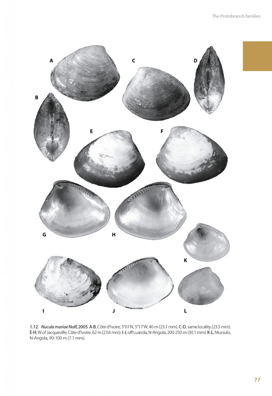 MARINE BIVALVES OF TROPICAL WEST AFRICA 3
