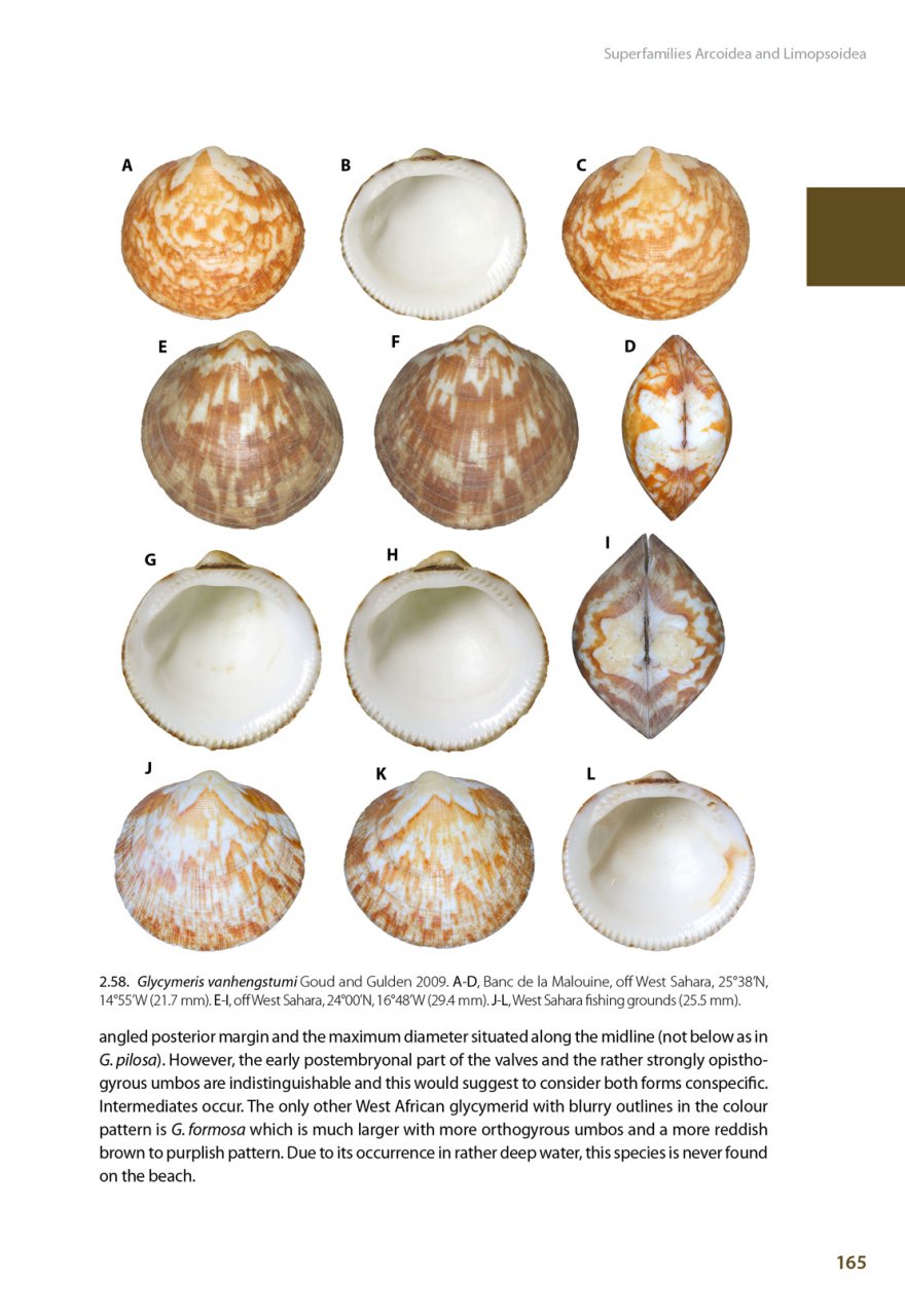 MARINE BIVALVES OF TROPICAL WEST AFRICA 4