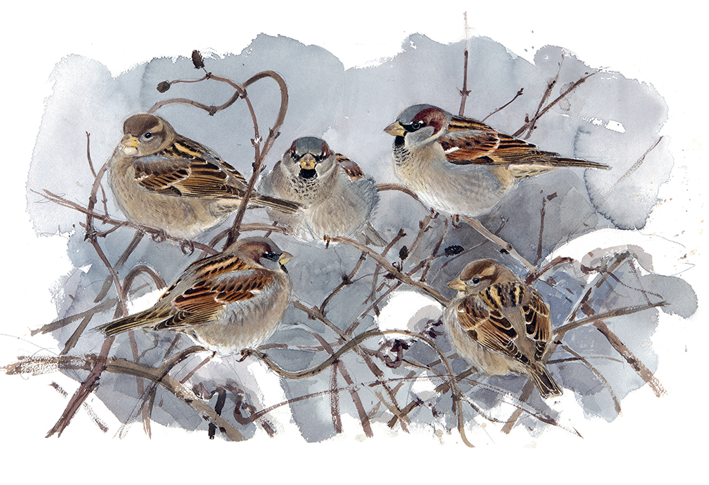 AVES QUE VEO EN INVIERNO 5