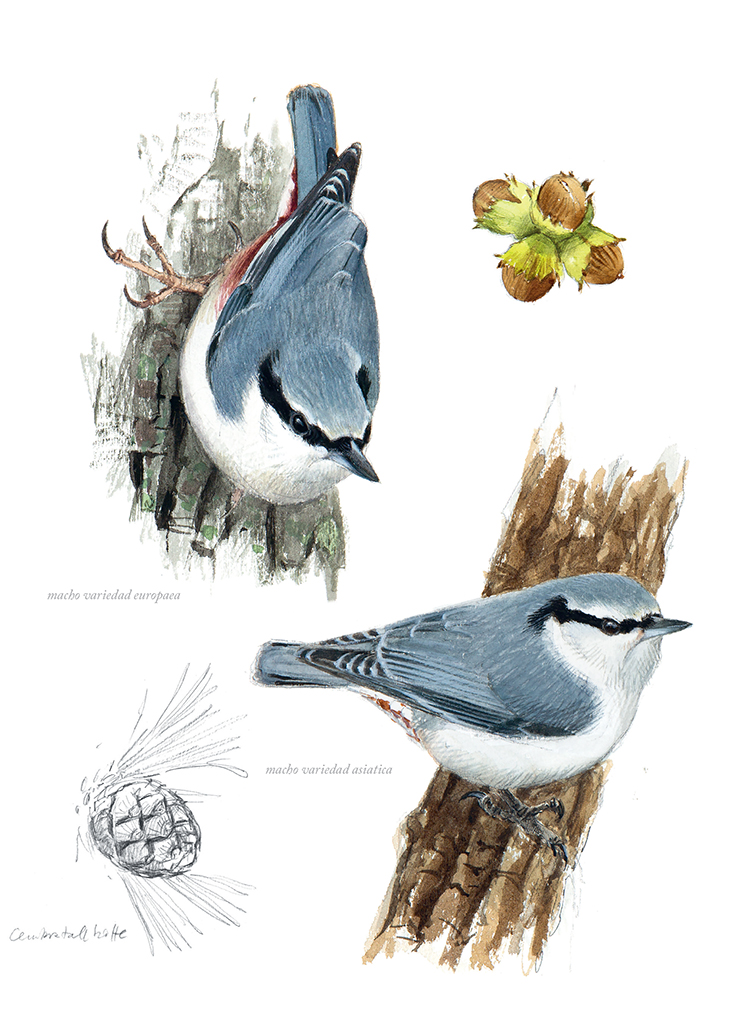 AVES QUE VEO EN INVIERNO 7