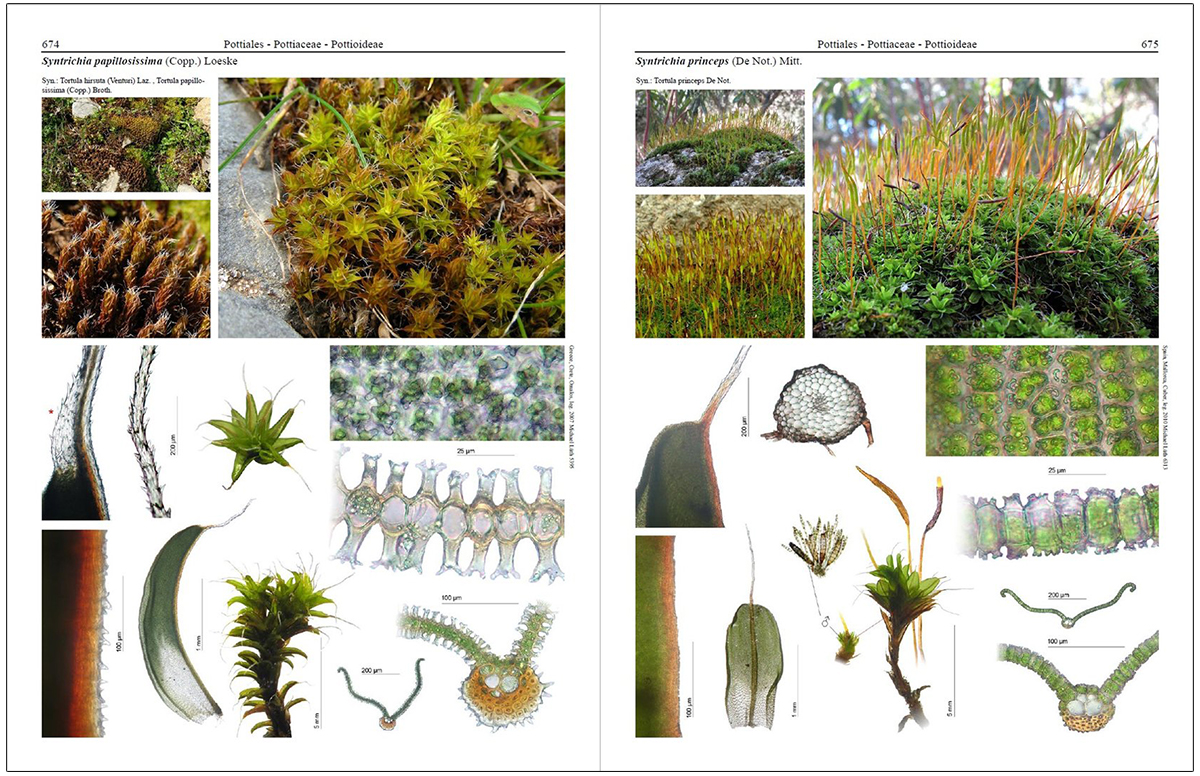MOSSES OF EUROPE: A PHOTOGRAPHIC FLORA 3 VOLUME SET 5