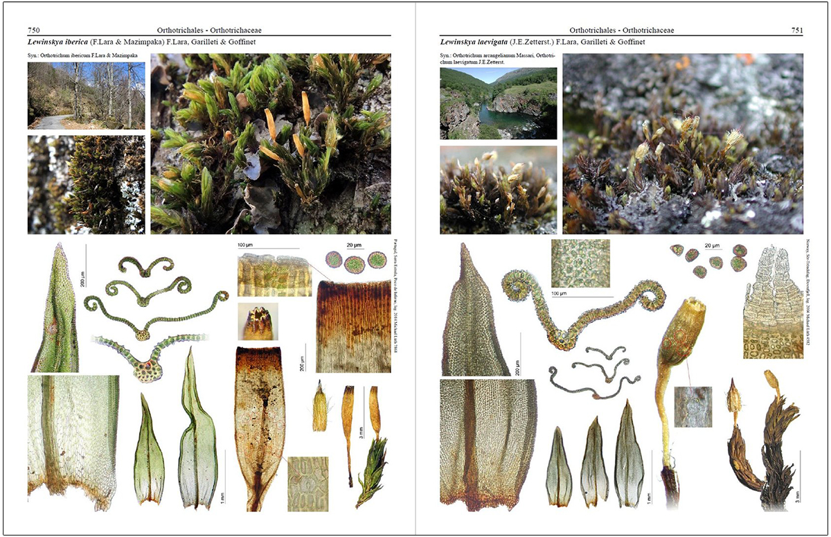 MOSSES OF EUROPE: A PHOTOGRAPHIC FLORA 3 VOLUME SET 6