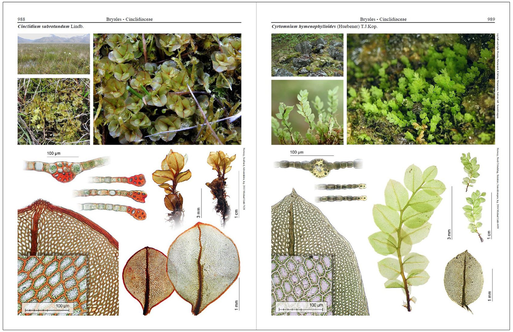 MOSSES OF EUROPE: A PHOTOGRAPHIC FLORA 3 VOLUME SET 7