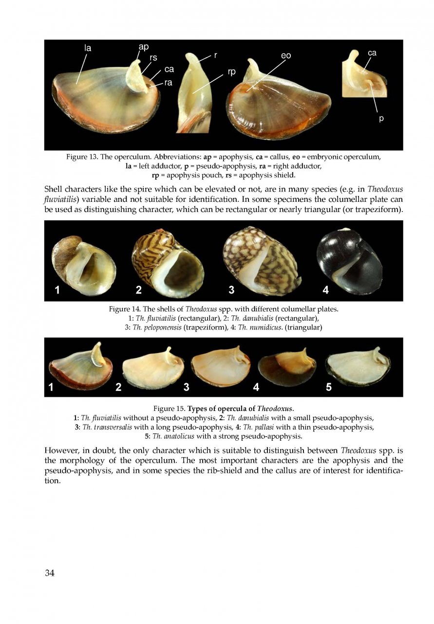 THE FRESHWATER GASTROPODS OF THE WEST-PALAEARCTIS. VOLUME 1 2