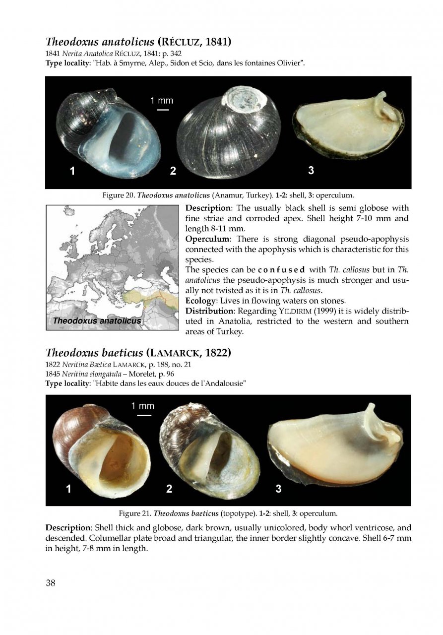 THE FRESHWATER GASTROPODS OF THE WEST-PALAEARCTIS. VOLUME 1 3