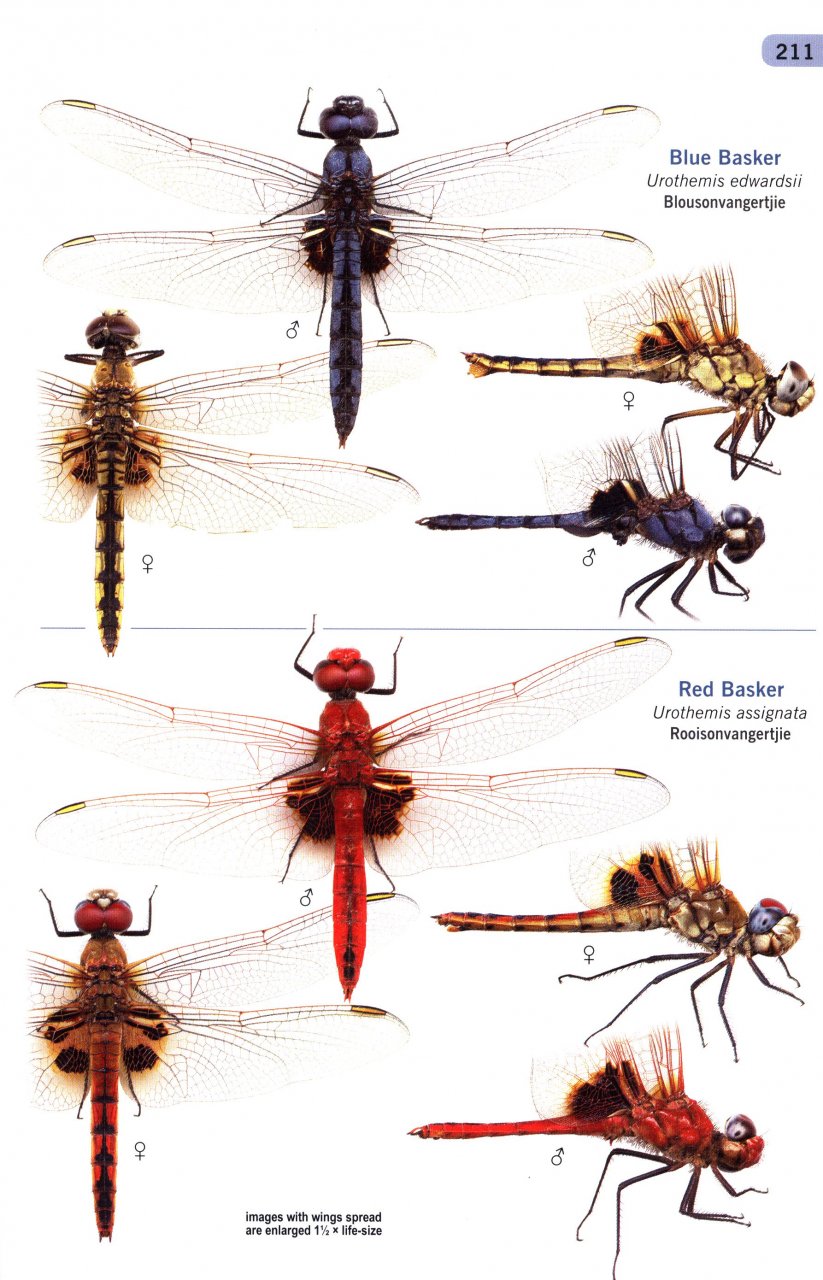 A GUIDE TO THE DRAGONFLIES AND DAMSELFLIES OF SOUTH AFRICA: COVERING THE 164 SPECIES OF DRAGONFLY AND DAMSELFLY FOUND IN SOUTH AFRICA, LESOTHO AND SWA 2