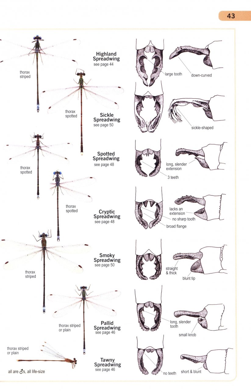 A GUIDE TO THE DRAGONFLIES AND DAMSELFLIES OF SOUTH AFRICA: COVERING THE 164 SPECIES OF DRAGONFLY AND DAMSELFLY FOUND IN SOUTH AFRICA, LESOTHO AND SWA 3