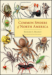 COMMON SPIDERS OF NORTH AMERICA 1