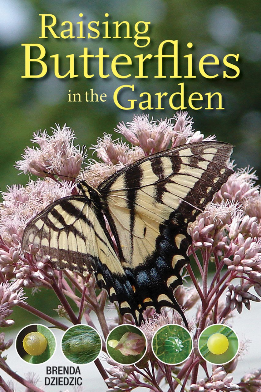 RAISING BUTTERFLIES IN THE GARDEN