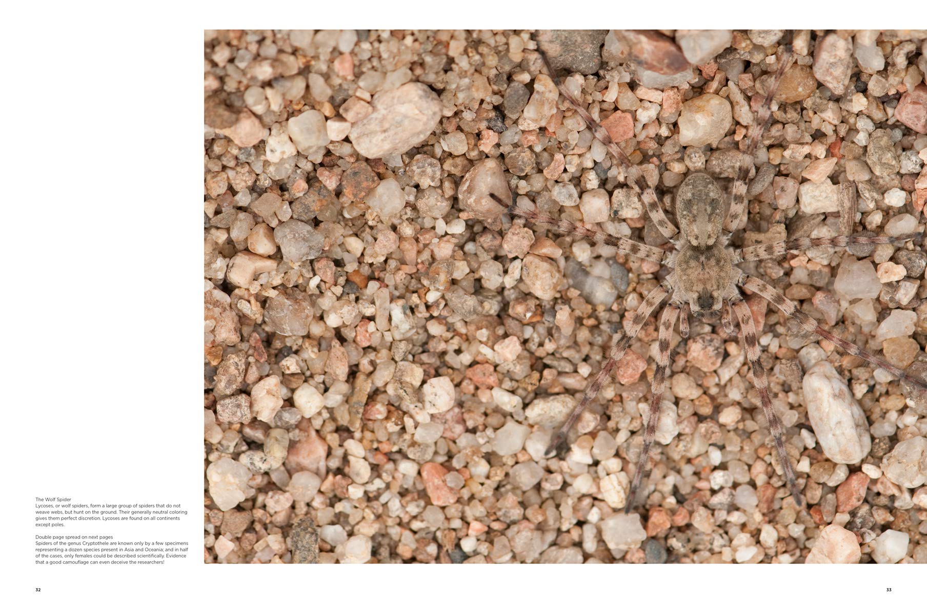 THE CHAMPIONS OF THE CAMOUFLAGE 2