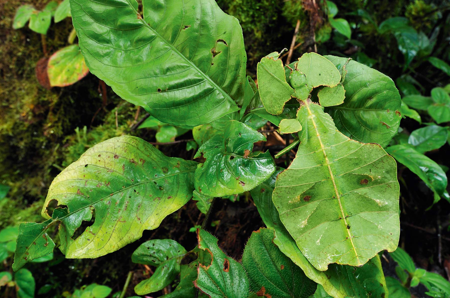 THE CHAMPIONS OF THE CAMOUFLAGE 3