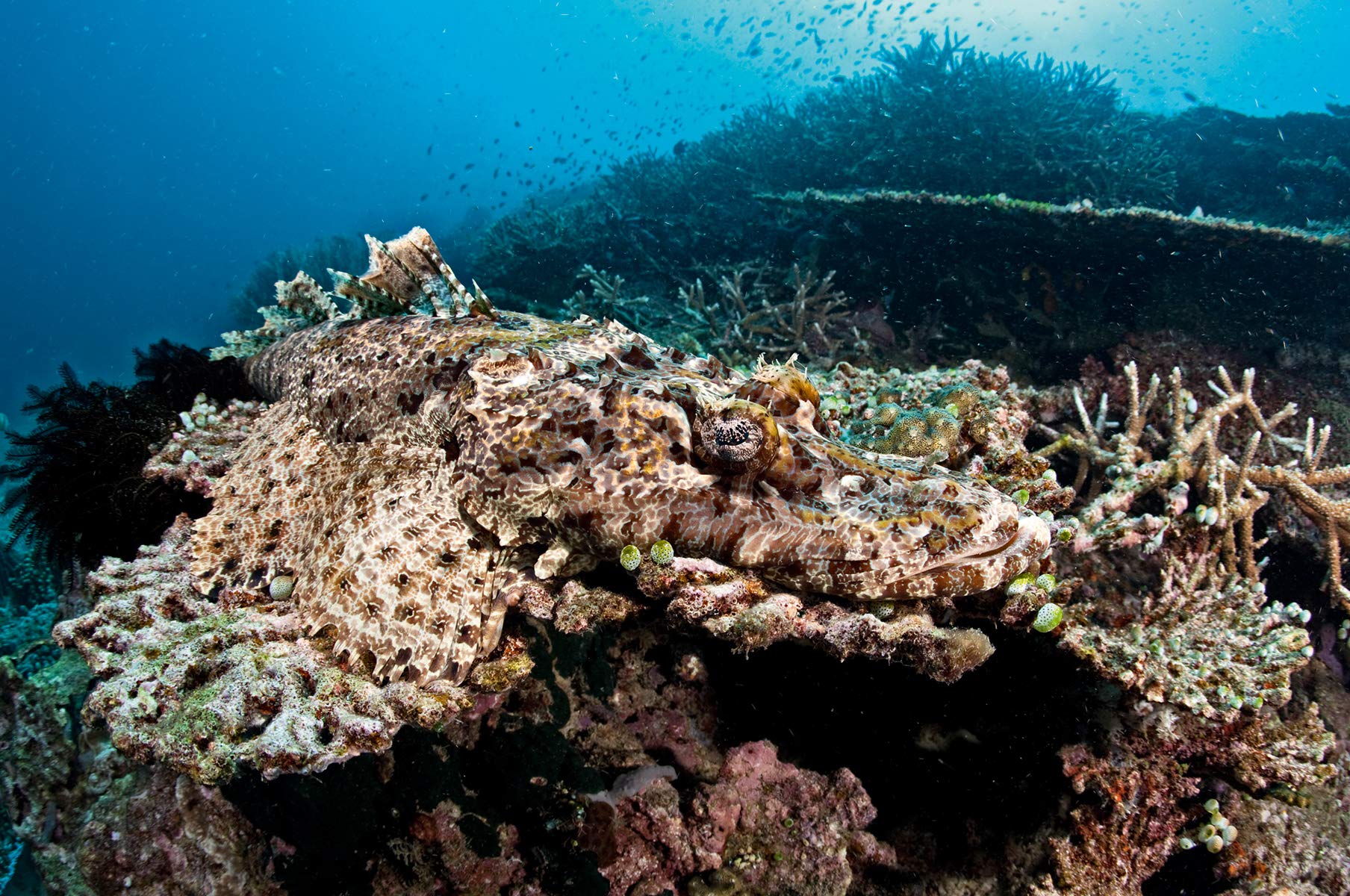 THE CHAMPIONS OF THE CAMOUFLAGE 4