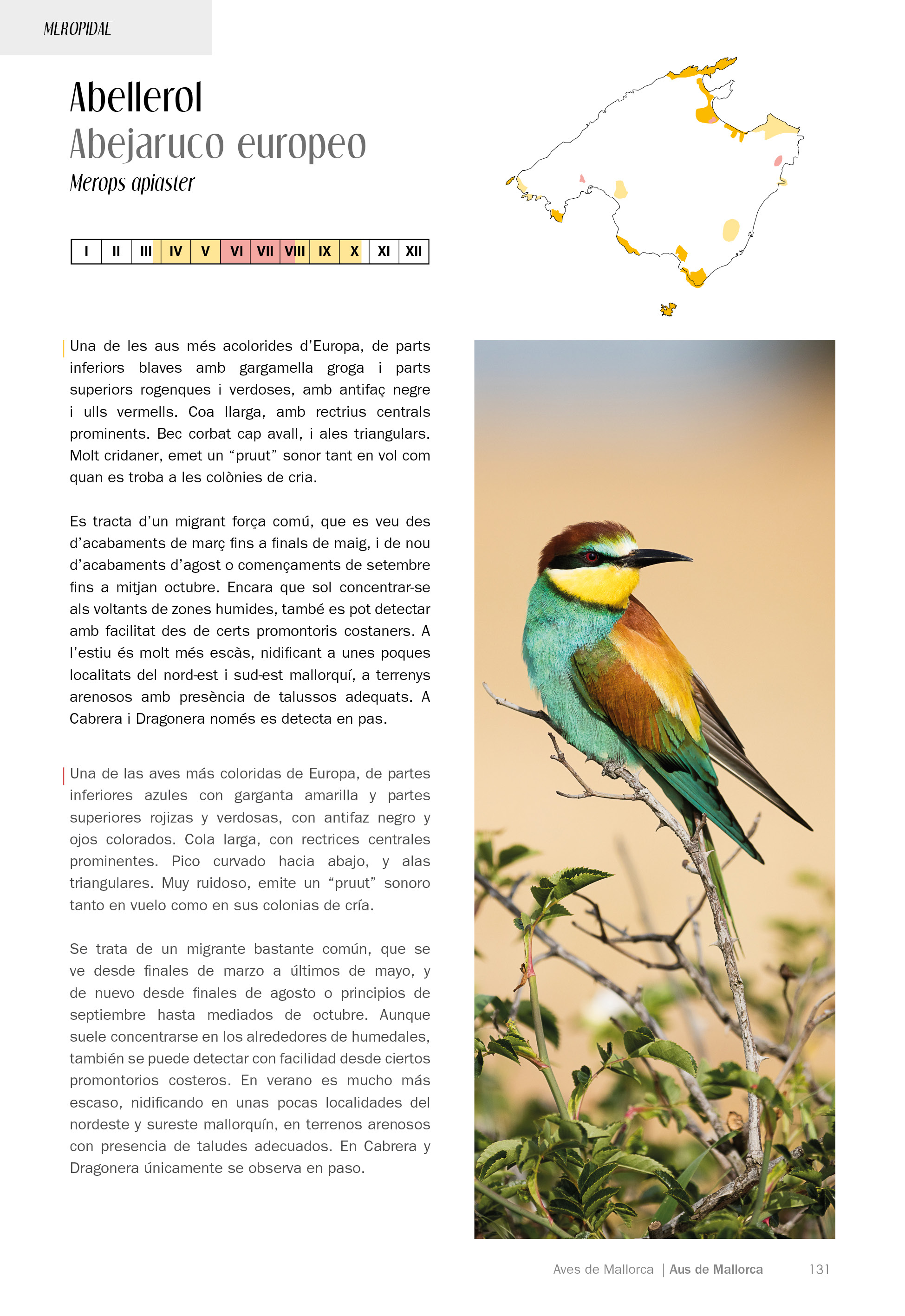 AUS/AVES DE MALLORCA. ON I QUAN OBSERVAR-LES / DÓNDE Y CUÁNDO OBSERVARLAS 3