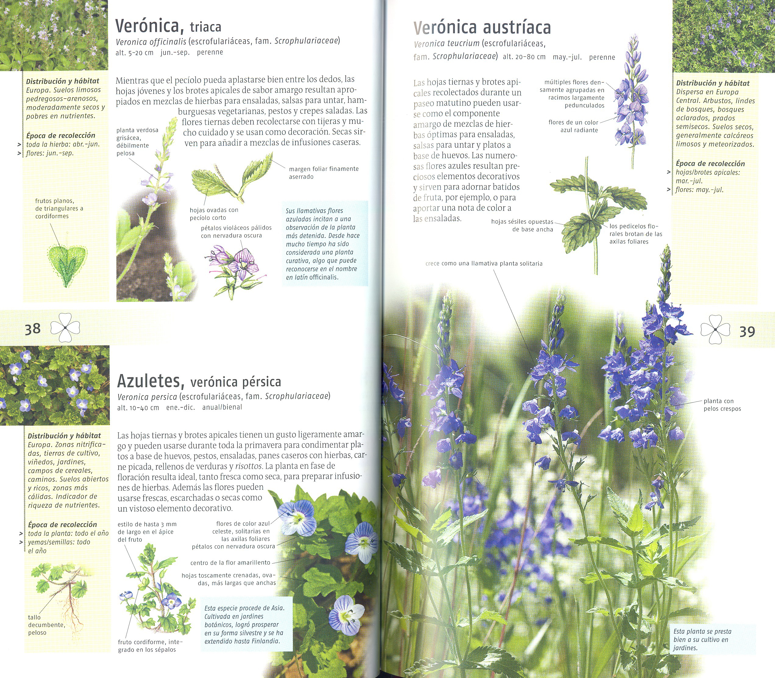 PLANTAS SILVESTRES COMESTIBLES. NUEVA GENERACIÓN DE GUÍAS DE CAMPO 4