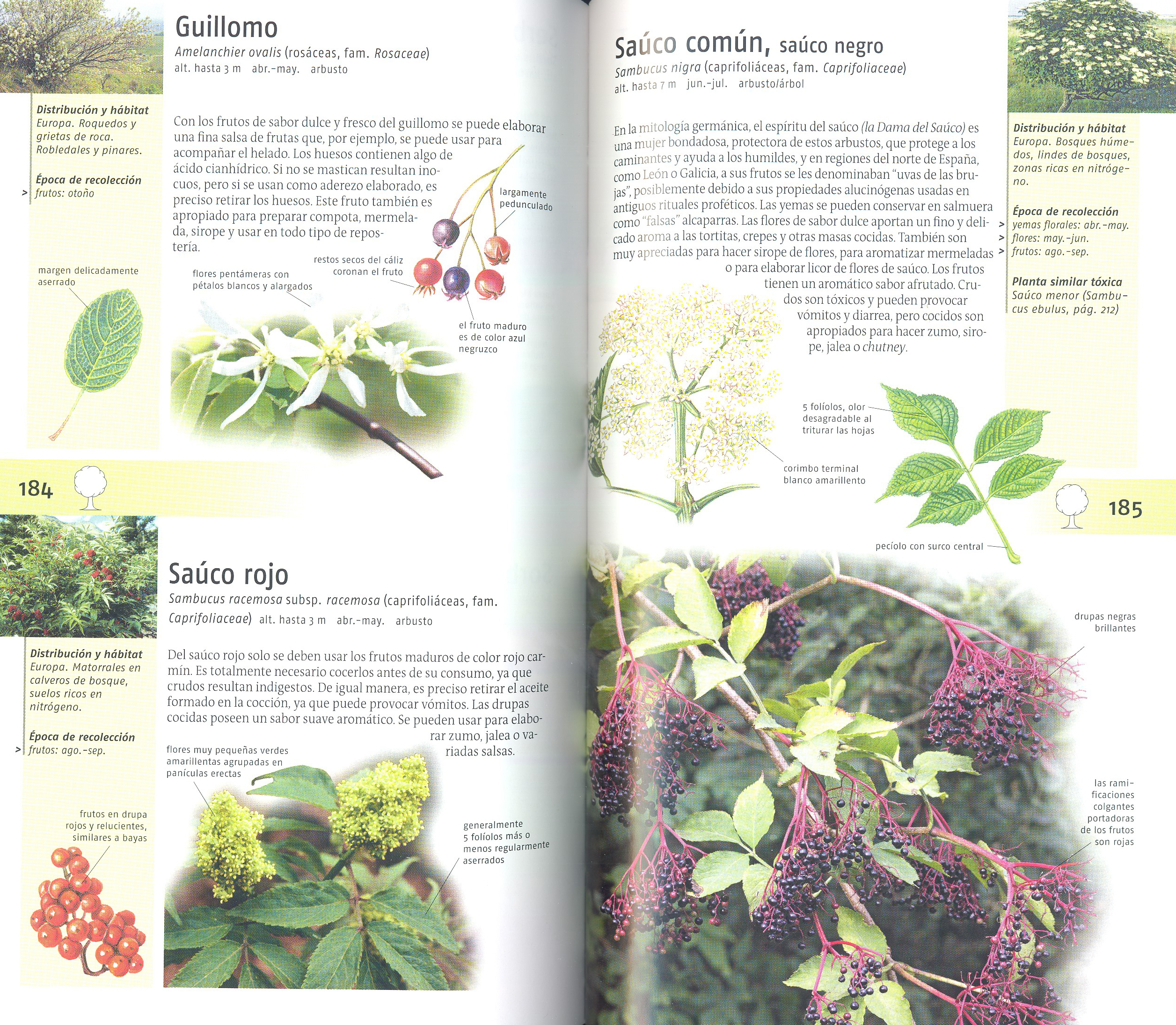 PLANTAS SILVESTRES COMESTIBLES. NUEVA GENERACIÓN DE GUÍAS DE CAMPO 2