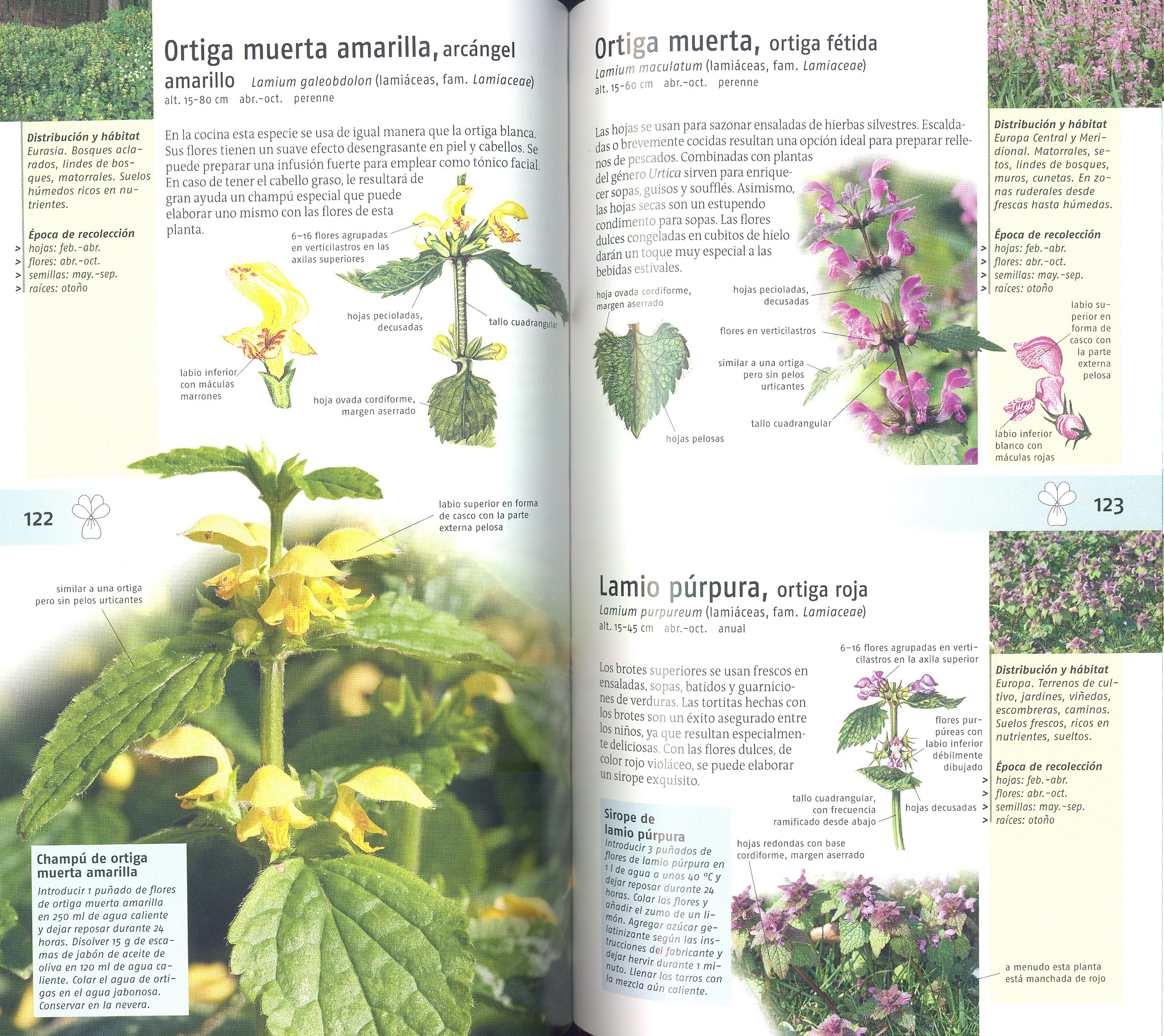 PLANTAS SILVESTRES COMESTIBLES. NUEVA GENERACIÓN DE GUÍAS DE CAMPO 3