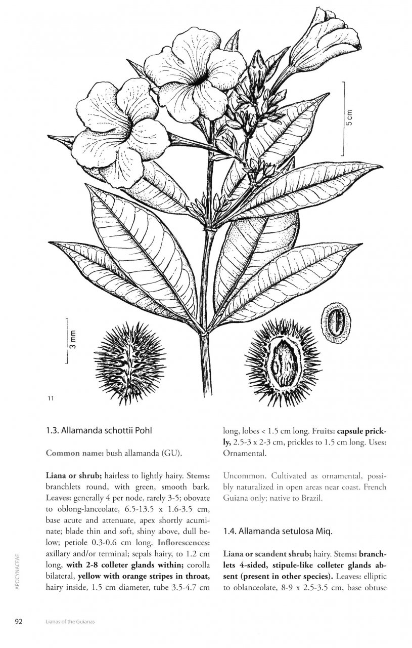 LIANAS OF THE GUIANAS 2