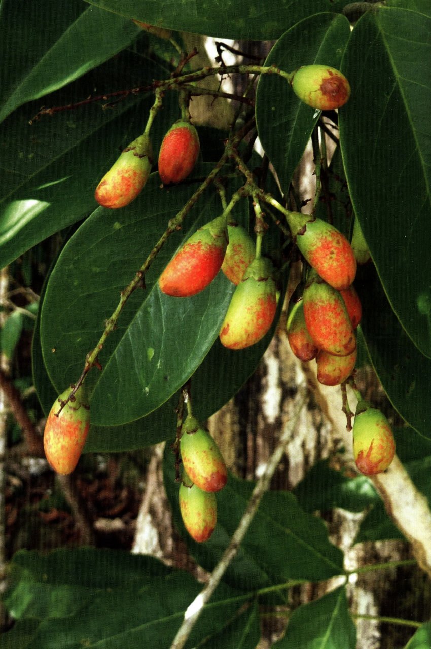 LIANAS OF THE GUIANAS 3