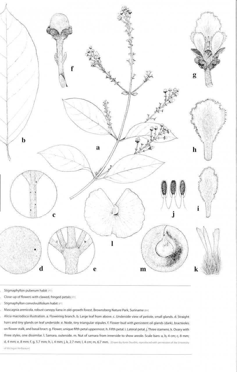 LIANAS OF THE GUIANAS 4