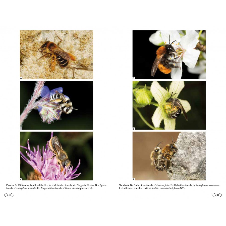 ABEILLES D\'EUROPE - HYMÉNOPTÈRES D\'EUROPA 1                                                                                                          5