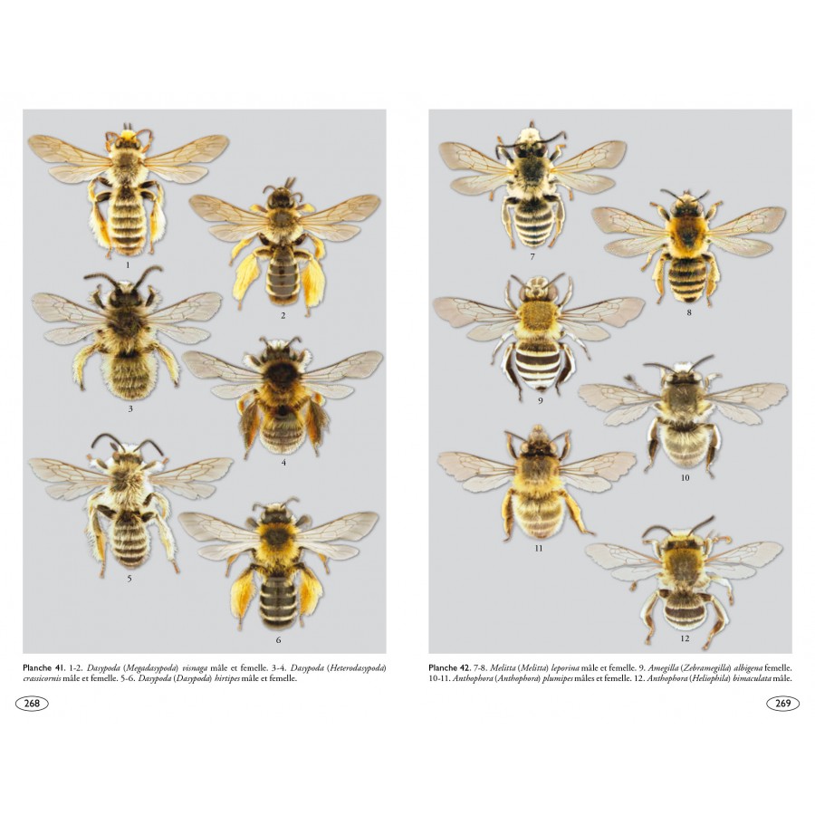 ABEILLES D\'EUROPE - HYMÉNOPTÈRES D\'EUROPA 1                                                                                                          6