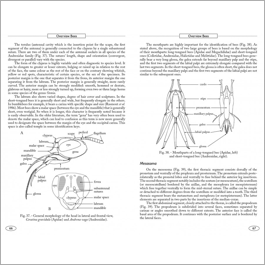 BEES OF EUROPE - HYMENOPTERA OF EUROPE 1 2