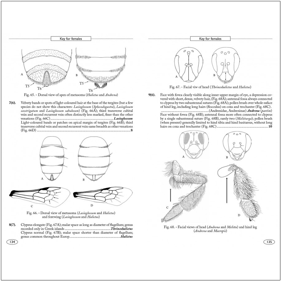 BEES OF EUROPE - HYMENOPTERA OF EUROPE 1 3