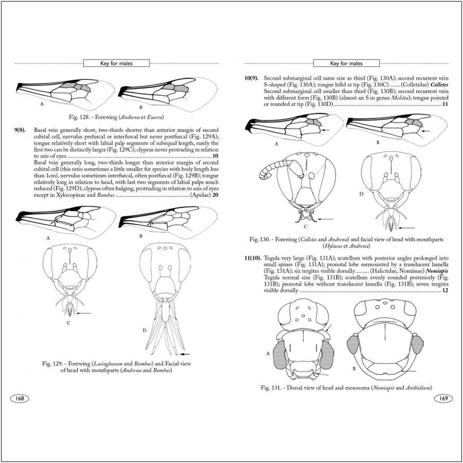 BEES OF EUROPE - HYMENOPTERA OF EUROPE 1 4