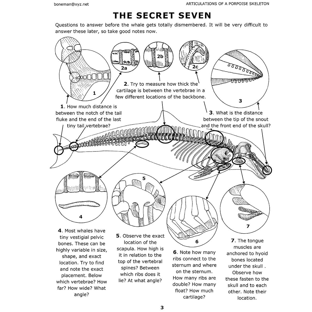 ARCTICULATIONS OF A PORPOISE SKELETON, VOL.1 2