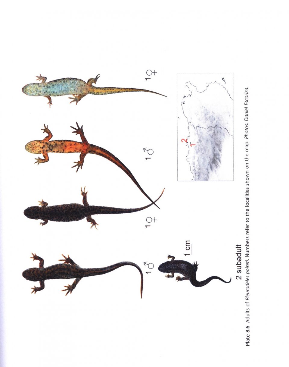 AMPHIBIANS OF NORTH AFRICA 2