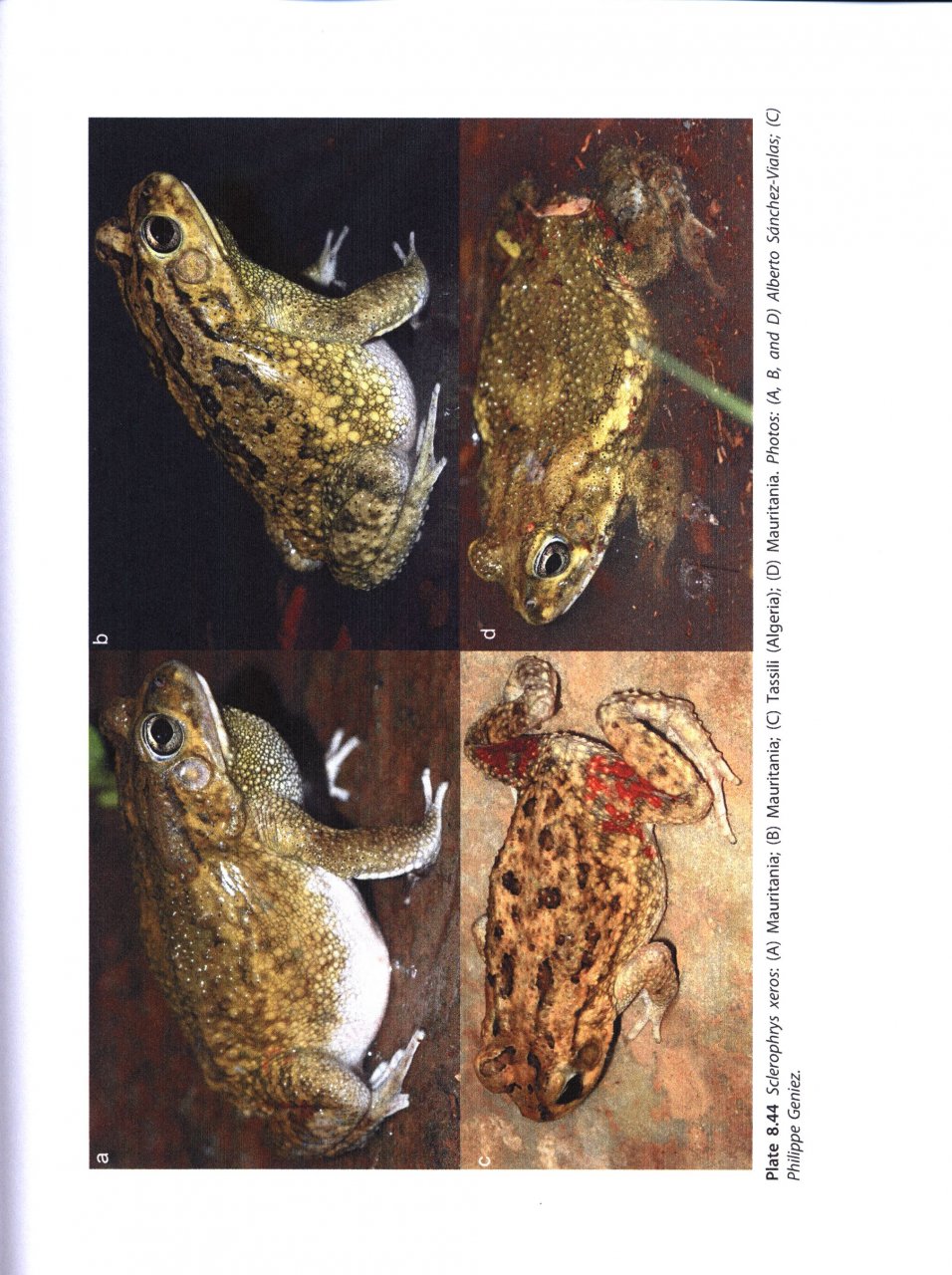 AMPHIBIANS OF NORTH AFRICA 3