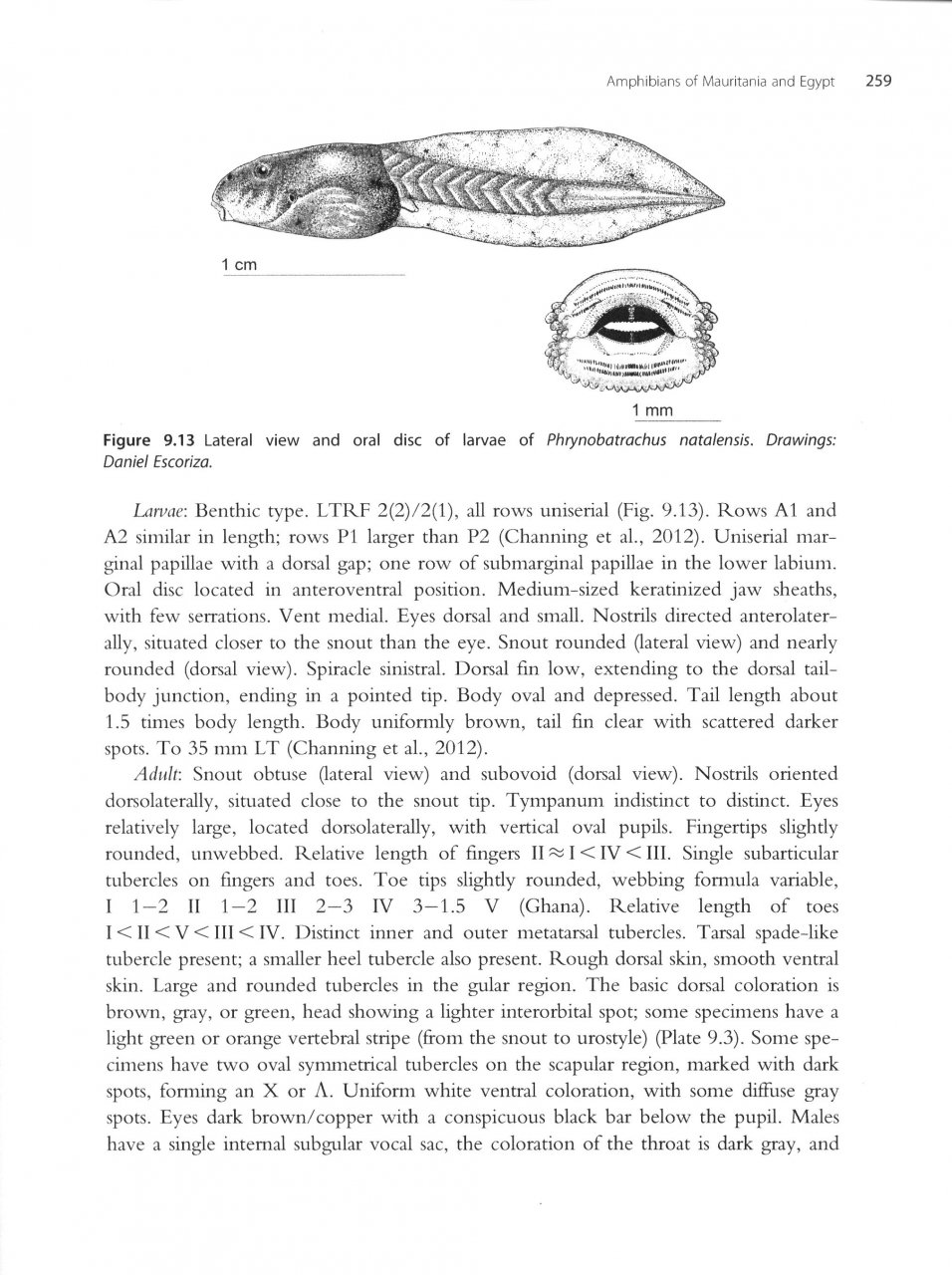 AMPHIBIANS OF NORTH AFRICA 4